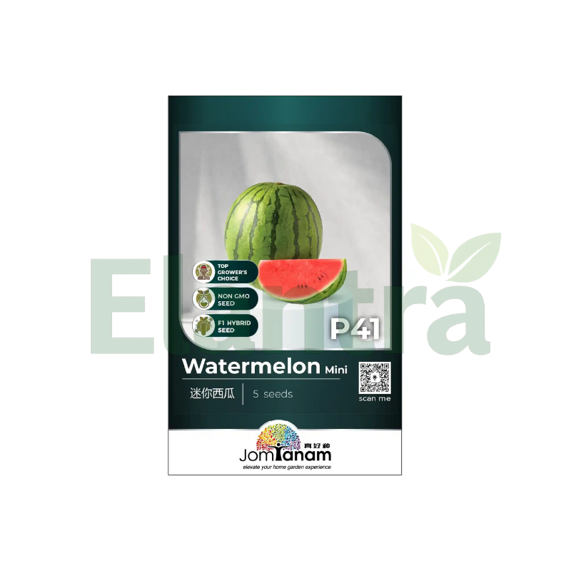 P41 WATERMELON MINI